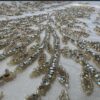 Bdfashionone all over luxury design, 4.5 yard, Rhinestone, luxury dress, crystals, gown dress, special design, high fashion, wedding dress - Image 5